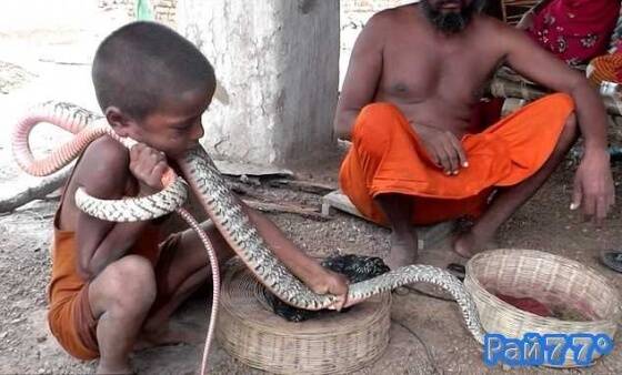 Индийских детей с измальства обучают не бояться змей