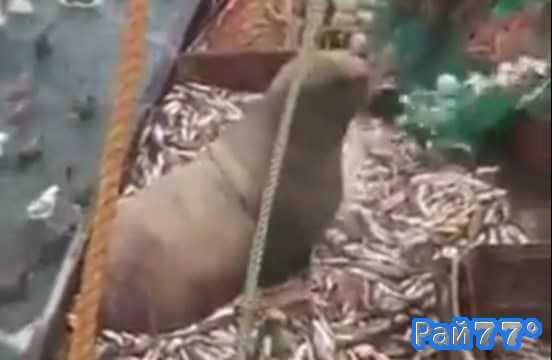 Огромный морской лев попал в сети к российским рыбакам. (Видео)
