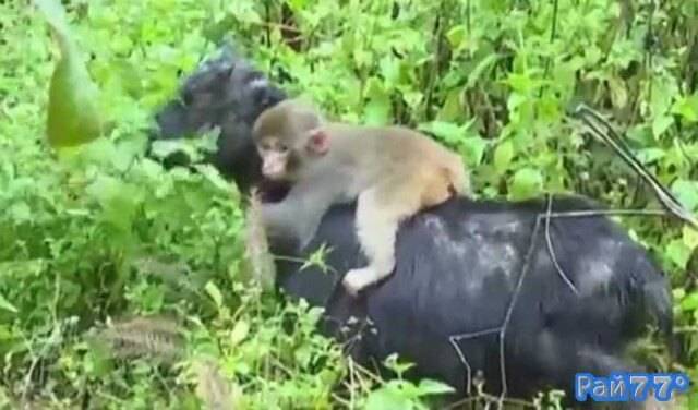 Чжун Шу, владелец фермы в уезде Тунгу (провинция Цзянси) приютил маленькую обезьянку, которую обнаружил в лесу несколько дней назад.