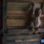 Детёныша орангутанга, просидевшего полгода на цепи и развлекающего детей освободили в Индонезии 2