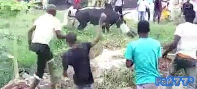 Людская толпа отбила мужчину у разъярённого быка в Нигерии. (Видео)