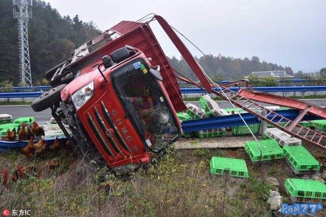Сотни кур сбежали из грузовика, перевернувшегося на автомагистрали в Китае.