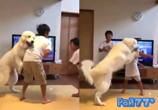 Собака прекратила «кровопролитие» между двумя детьми в Японии. (Видео)