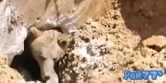 Турецкие рабочие случайно откопали берлогу с медведем внутри. (Видео)
