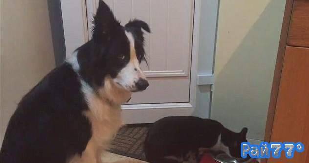 Видеоролик с совместным обедом кошки и нетерпеливой собаки бьёт рекорды просмотров в интернете