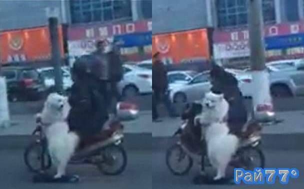 Собака на самокате разъезжает по оживлённой трассе в Китае. (Видео)