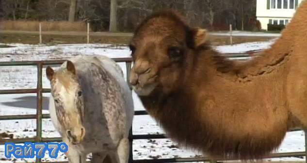 Слепая лошадь и её верный друг - верблюд, совместно проживают в американском парке. (Видео)