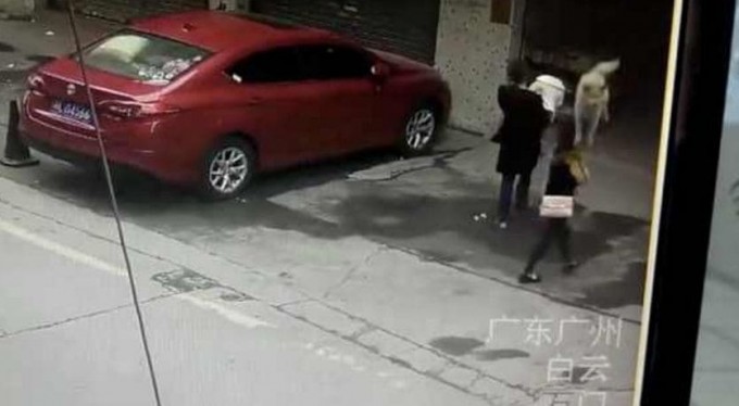 Выпавшая из окна собака, совершила жёсткую посадку на голове у пешехода в Китае (Видео)