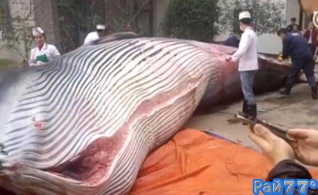 5 января, перед дверями столовой компании, название которой не уточняется, находящейся в городском уезде Синьюй (провинция Цзянси), можно было наблюдать необычную картину, момента разделки гигантского кита.