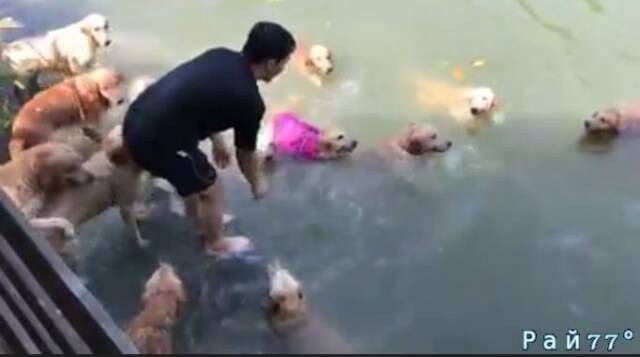 Владелец собачьей фермы в Тайланде совершил зрелищный заплыв вместе с 16-ю золотистыми ретриверами (Видео)