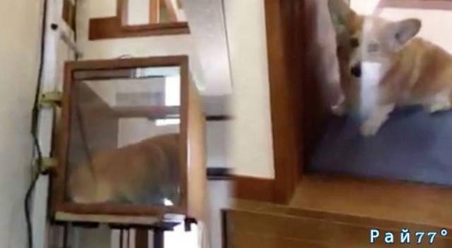 Японец установил мини - лифт для собаки, в своей двухуровневой квартире. (Видео)