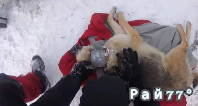 Румынский ветеринар спас бродячую собаку с пластиковым «обручем» на шее. (Видео)