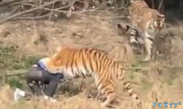 Шокирующие кадры расправы тигра над молодым человеком, по невыясненным обстоятельствам попавшим в вольер к хищнику, были опубликованы на новостном ресурсе Beijing Youth Daily.