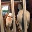 Неразлучные друзья - конь и козёл, не могут жить друг без друга на американской ферме (Видео) 2