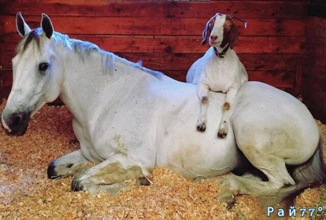 13-летний конь по имени Coaster (Бродяга) и 4-летний козёл Buttercup (Лютик) совместно проживают на конюшне, на территории частной фермы, в штате Вашингтон.