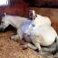 Неразлучные друзья - конь и козёл, не могут жить друг без друга на американской ферме (Видео) 6