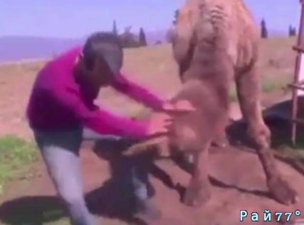 Верблюд проверил на прочность забор, ударив по нему... ведущим, во время прямого эфира на турецком телевидении (Видео)
