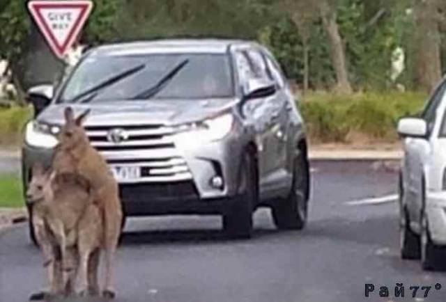 И пусть весь мир подождёт... Два кенгуру, занятые увеличением потомства, перекрыли движение авто транспорта в Австралии.