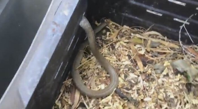 Змеелов спас ядовитого аспида, застрявшего в мусорном контейнере (Видео)