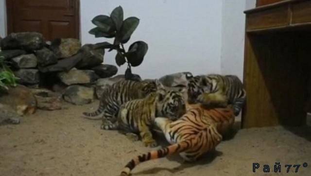 В вольер к осиротевшим тигрятам поместили искусственную тигрицу в Индии (Видео)