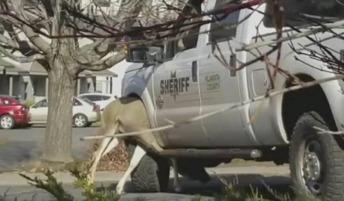 Агрессивный олень «протаранил» полицейский автомобиль в США. (Видео)