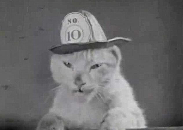 Архивная запись с котом - пожарным по кличке Микки была опубликована в интернете. (Видео)