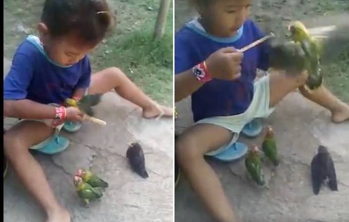 Терпеливая девочка, покормившая мороженым птиц, стала героиней интернета (Видео)