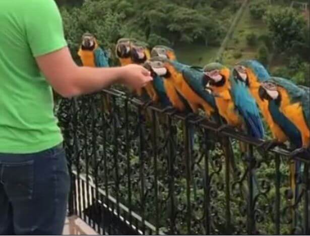Житель Каракаса устроил столовую для попугаев на веранде частного дома. (Видео)