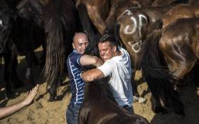 Тысячи испанцев приняли участие в массовой «объездке» диких лошадей в Галисии. (Видео) 20