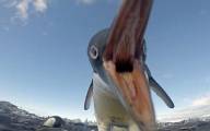 Пингвины попытались украсть видеокамеры, оставленные фотографом на побережье в Антарктиде (Видео) 0