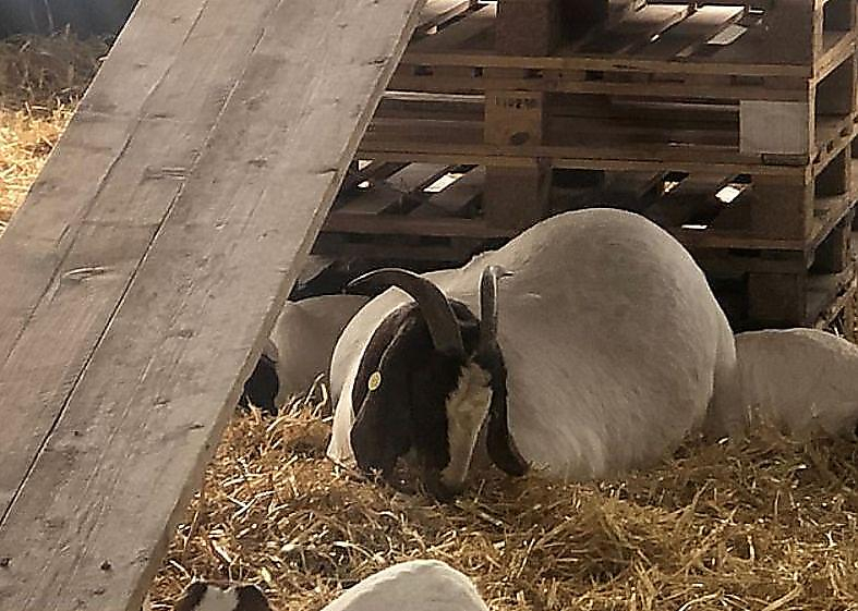 Разжиревшая коза поразила фермера своими округлыми формами