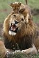 Недовольный лев с детёнышем на голове, был снят фотографом в Южной Африке 1