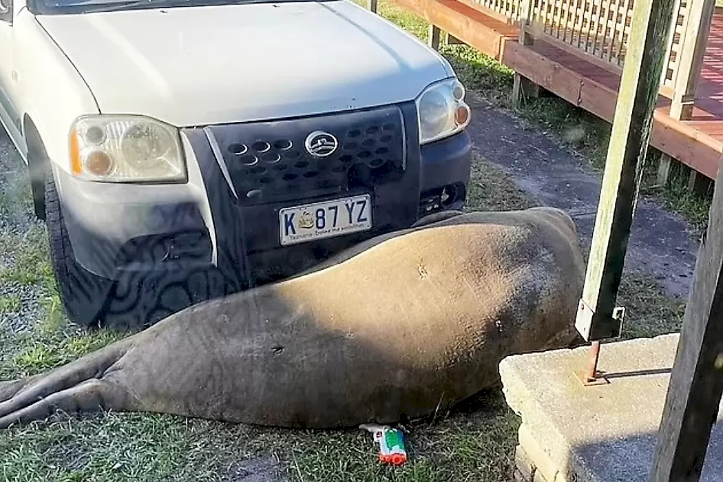 Грузный тюлень пробрался на участок и заблокировал автомобиль: видео