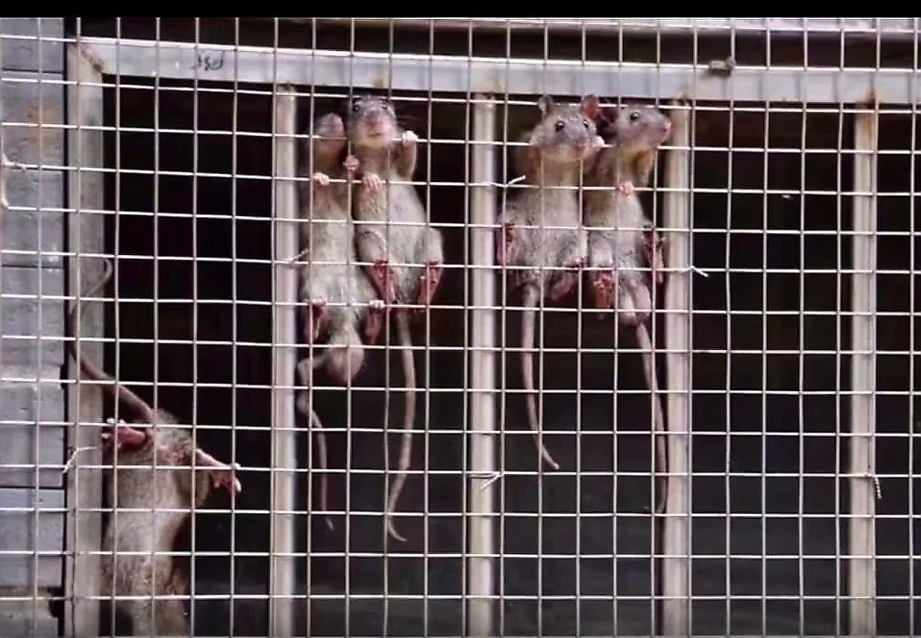 Крысы вынуждены брать новые высоты, чтобы спастись от наводнения в Китае