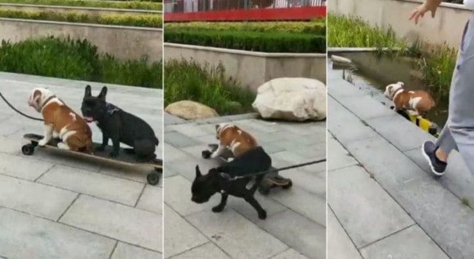 Совместное катание двух псов на скейте, закончилось незапланированными водными процедурами в Китае (Видео)