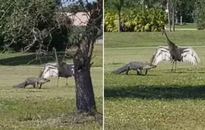 Журавль, защищая своё семейство, сопроводил крокодила на гольф площадке во Флориде (Видео)