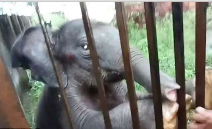 Слонёнка - сироту спасли в Индии (Видео)