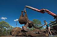 Крупномасштабную операцию по перевозке слонов с использованием подъёмного крана, провели в Южной Африке 4