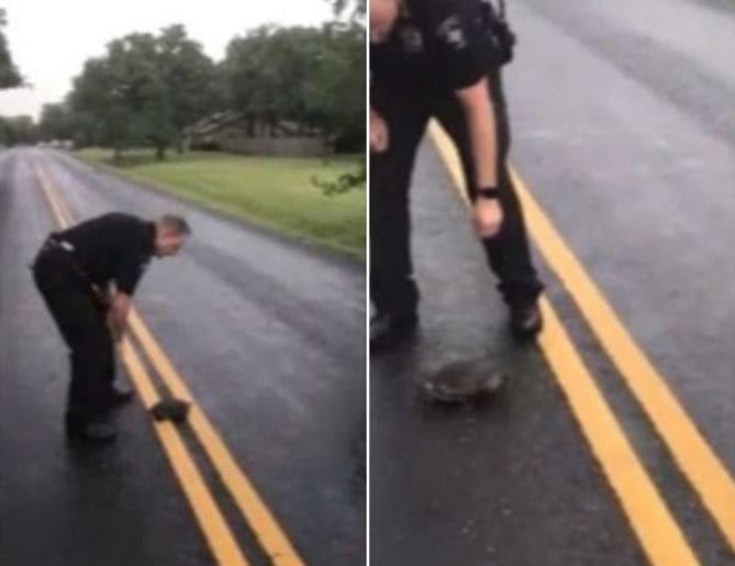 Полицейский поверг в паническое бегство черепаху, выползшую на дорогу в США (Видео)