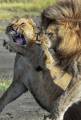 Итальянский фотограф стал свидетелем разборки в львином семействе в парке Танзании 4