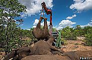 Крупномасштабную операцию по перевозке слонов с использованием подъёмного крана, провели в Южной Африке 3