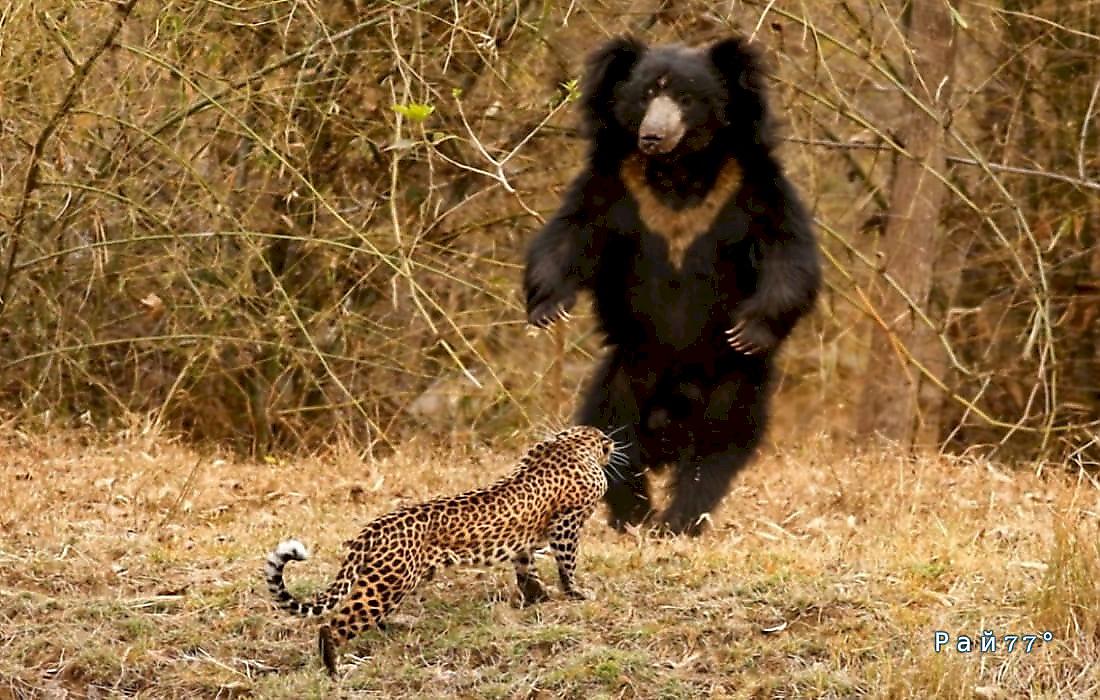 Леопард и медведь столкнулись морда к морде в индийском заповеднике: видео