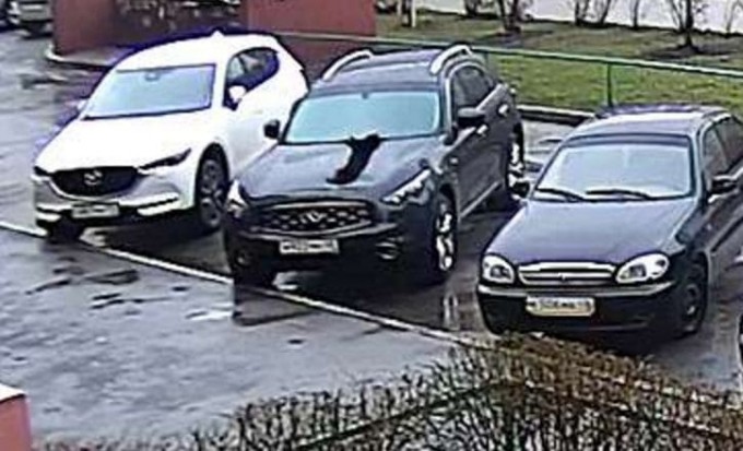Жёсткая посадка: приземление кота на капоте автомобиля попало на видеокамеру в Липецке