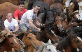 Тысячи испанцев приняли участие в массовой «объездке» диких лошадей в Галисии. (Видео) 0