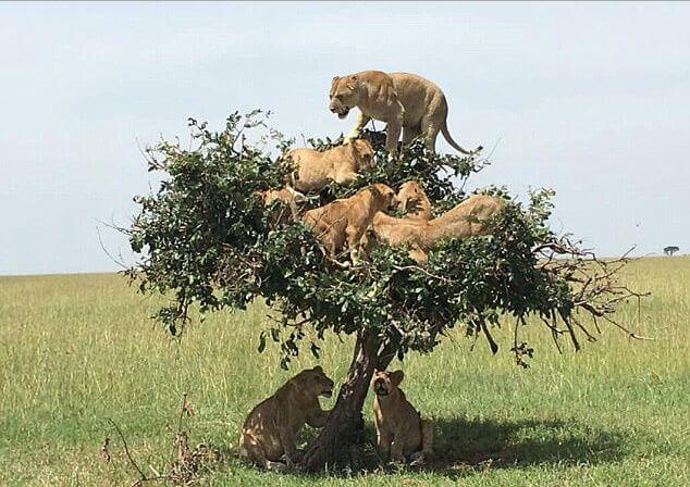 Львиный прайд компактно разместился на дереве в Танзании (Видео)