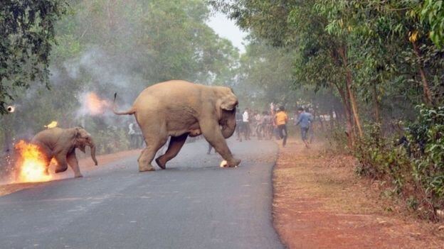 Фотография с противостоянием слонов и людей в Индии получила премию «Wildlife». (Видео)