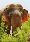 Слон с красными ушами был замечен в национальном заповеднике, в Индии. 0