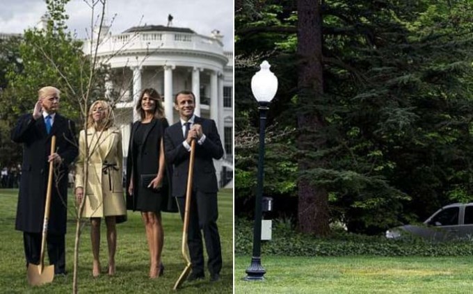 Дерево, посаженное Трампом и Макроном, исчезло с лужайки Белого дома