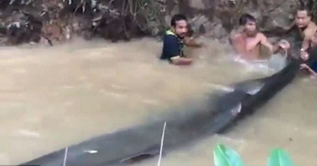 Спасение огромного «болотного короля», оказавшегося на мелководье, было снято в Тайланде. (Видео)