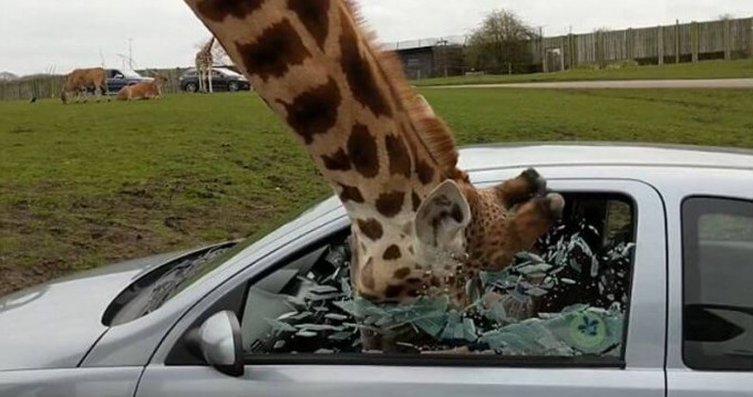Жираф во время кормёжки разбил боковое окно автомобиля в британском сафари - парке (Видео)